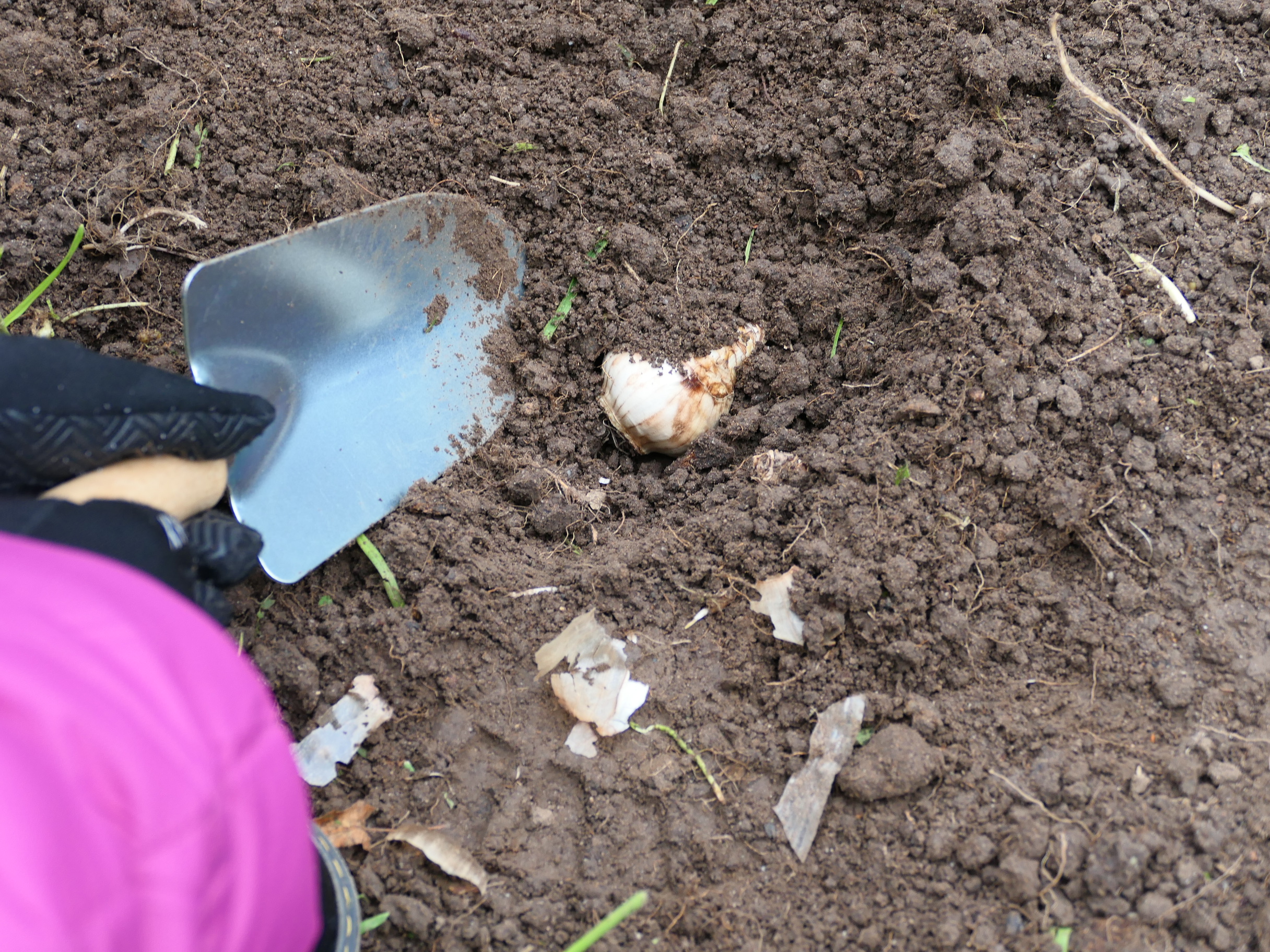 Ein Kind pflanzt eine Blumezwiebel