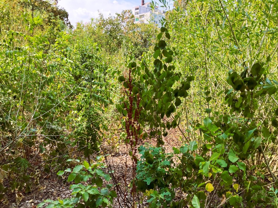 Tinyforest 1b