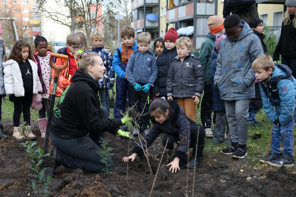 Über 20 Schülerinnen und Schülern der 3. Klasse der Albrecht-Dürer-Schule pflanzten gemeinsam mit Ulrike Gollmick von MIYA forest e.V.  Team die Bäume, Sträucher und verschiedene Pflanzen für den gewobau Tiny Forest in der Lenbachstraße