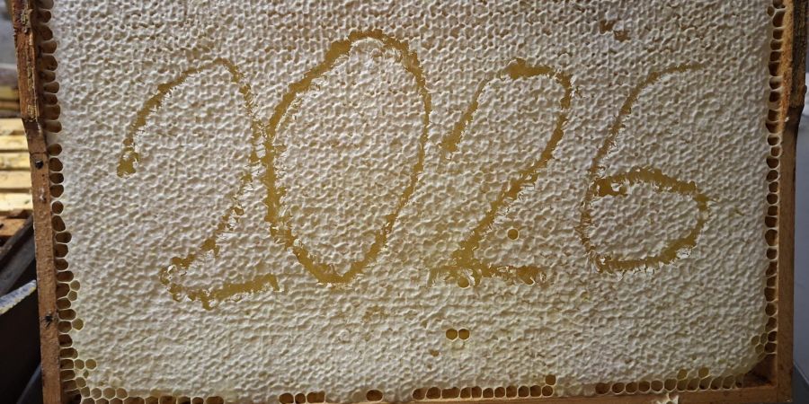 Aktuell leben vier Bienenvölker im Bestand der gewobau