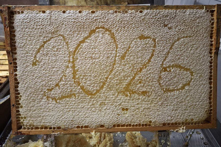 Aktuell leben vier Bienenvölker im Bestand der gewobau