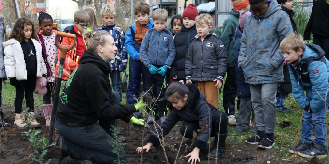 Zwei Gruppen mit jeweils über 20 Schülerinnen und Schülern der 3. Klasse der Albrecht-Dürer-Schule pflanzten am Mittwoch mit großem Engagement die Bäume, Sträucher und verschiedene Pflanzen in der Lenbachstraße gemeinsam mit Ulrike Gollmick von MIYA forest e.V.